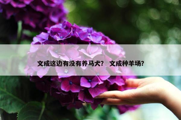 文成这边有没有养马犬？ 文成种羊场？