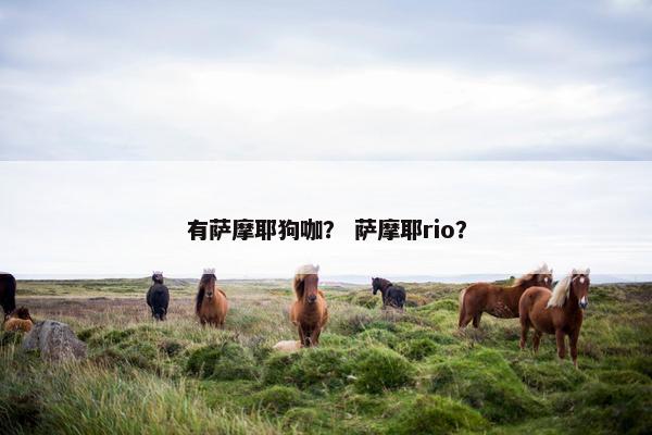 有萨摩耶狗咖？ 萨摩耶rio？