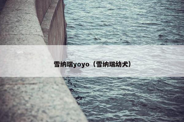 雪纳瑞yoyo（雪纳瑞幼犬）