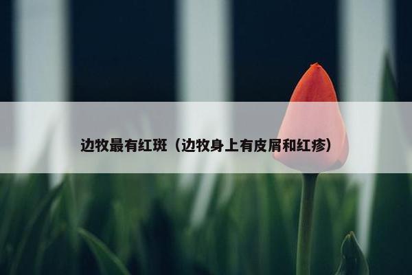 边牧最有红斑（边牧身上有皮屑和红疹）