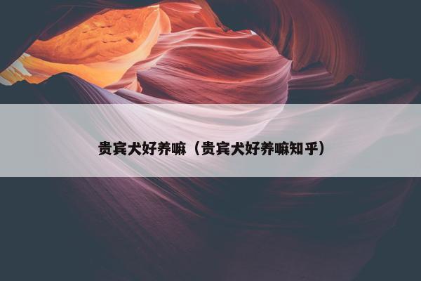 贵宾犬好养嘛（贵宾犬好养嘛知乎）