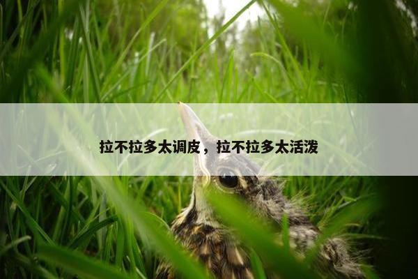 拉不拉多太调皮，拉不拉多太活泼
