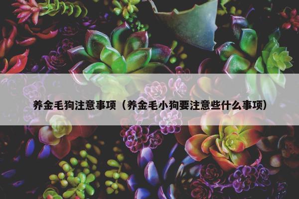 养金毛狗注意事项（养金毛小狗要注意些什么事项）