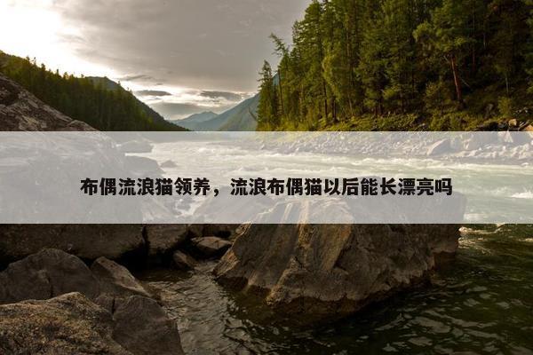 布偶流浪猫领养，流浪布偶猫以后能长漂亮吗