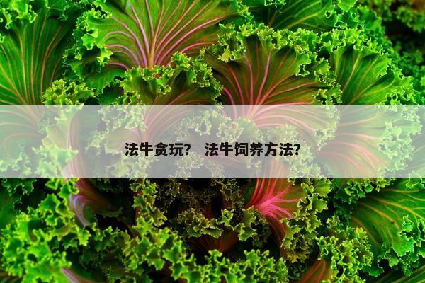 法牛贪玩？ 法牛饲养方法？
