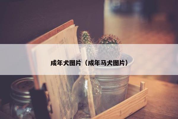 成年犬图片（成年马犬图片）