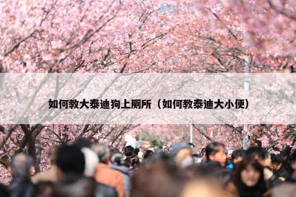 如何教大泰迪狗上厕所（如何教泰迪大小便）