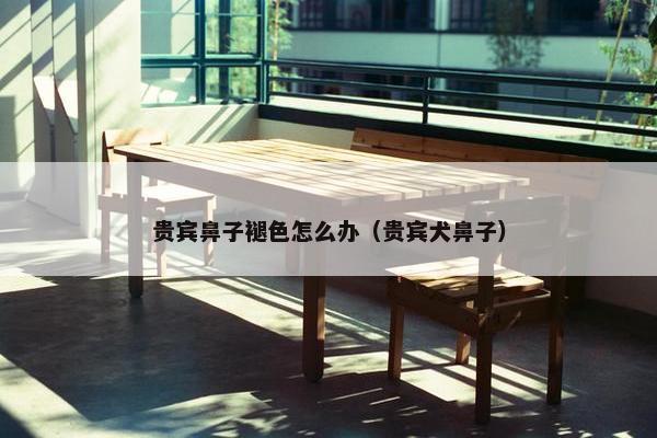 贵宾鼻子褪色怎么办（贵宾犬鼻子）