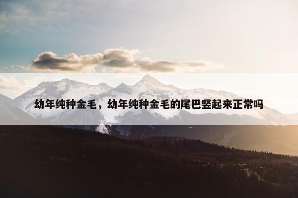 幼年纯种金毛，幼年纯种金毛的尾巴竖起来正常吗