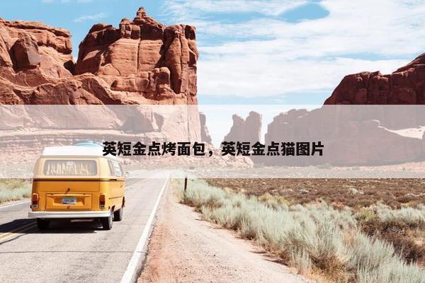 英短金点烤面包，英短金点猫图片