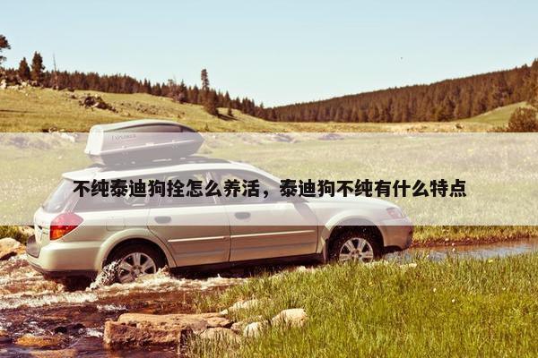 不纯泰迪狗拴怎么养活，泰迪狗不纯有什么特点