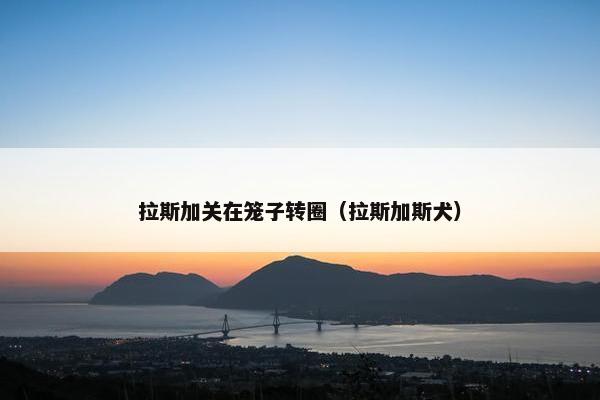 拉斯加关在笼子转圈（拉斯加斯犬）