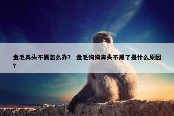 金毛鼻头不黑怎么办？ 金毛狗狗鼻头不黑了是什么原因？