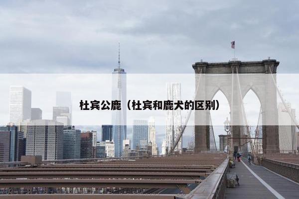 杜宾公鹿（杜宾和鹿犬的区别）
