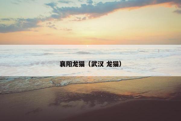 襄阳龙猫（武汉 龙猫）