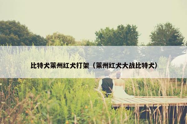比特犬莱州红犬打架（莱州红犬大战比特犬）