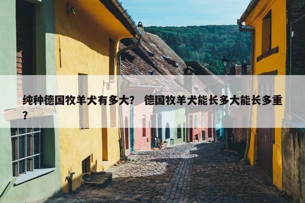 纯种德国牧羊犬有多大？ 德国牧羊犬能长多大能长多重？
