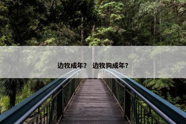 边牧成年？ 边牧狗成年？