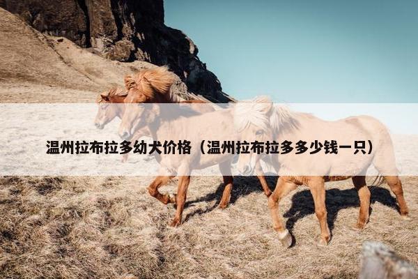 温州拉布拉多幼犬价格（温州拉布拉多多少钱一只）