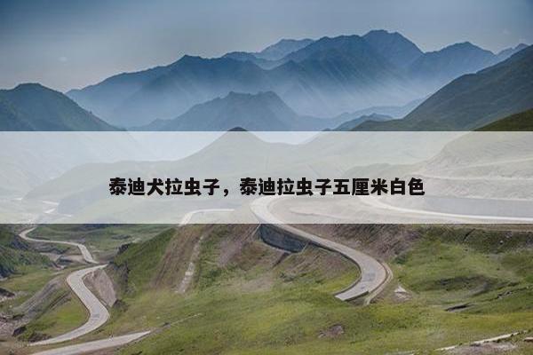 泰迪犬拉虫子，泰迪拉虫子五厘米白色