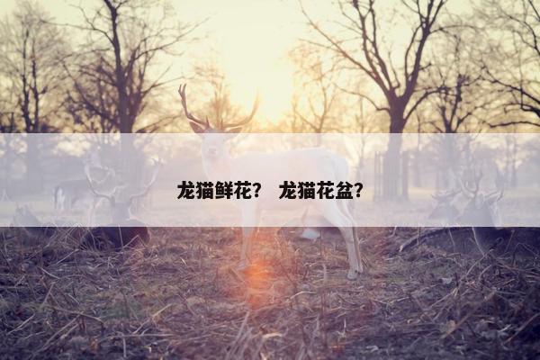 龙猫鲜花？ 龙猫花盆？
