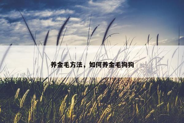 养金毛方法，如何养金毛狗狗