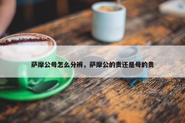 萨摩公母怎么分辨，萨摩公的贵还是母的贵