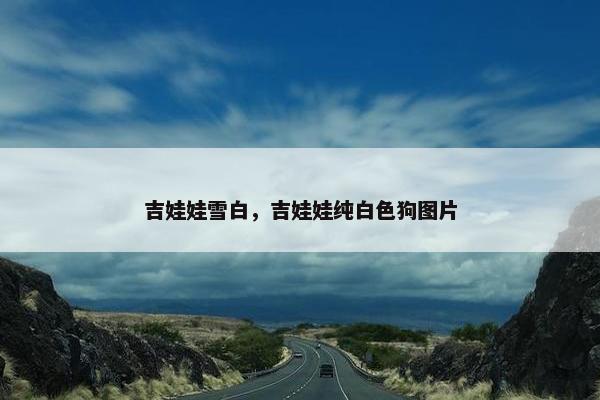 吉娃娃雪白，吉娃娃纯白色狗图片