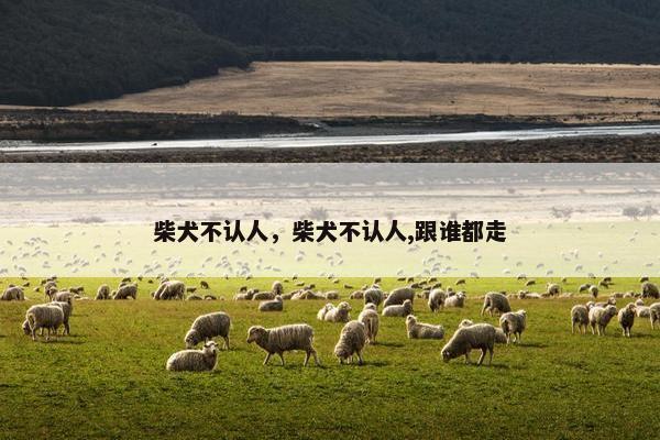 柴犬不认人，柴犬不认人,跟谁都走