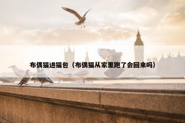 布偶猫进猫包（布偶猫从家里跑了会回来吗）