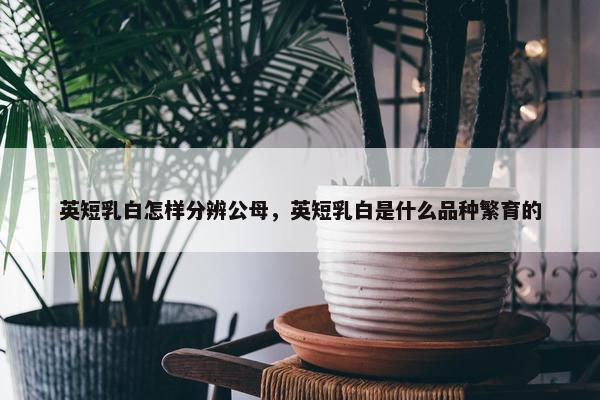 英短乳白怎样分辨公母，英短乳白是什么品种繁育的