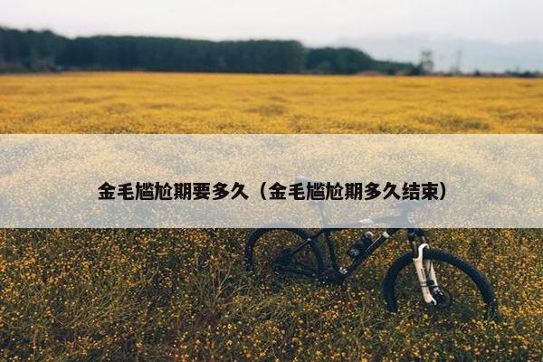 金毛尴尬期要多久（金毛尴尬期多久结束）