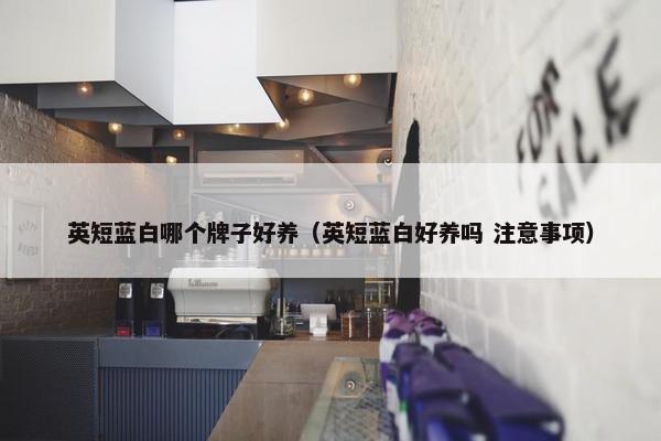 英短蓝白哪个牌子好养（英短蓝白好养吗 注意事项）