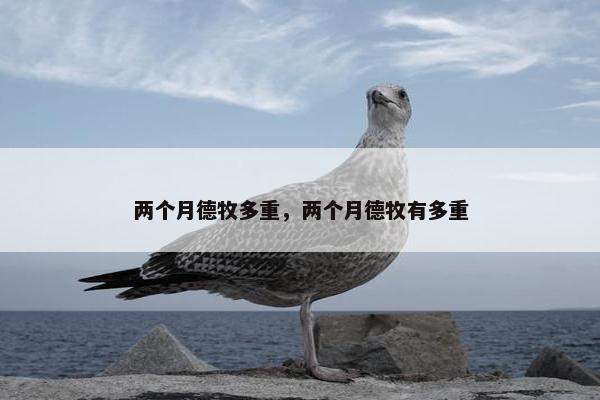 两个月德牧多重，两个月德牧有多重
