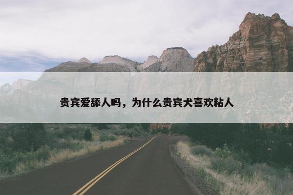 贵宾爱舔人吗，为什么贵宾犬喜欢粘人