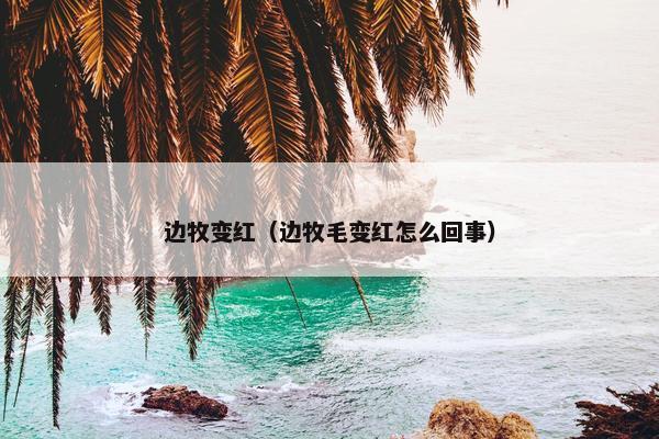 边牧变红（边牧毛变红怎么回事）