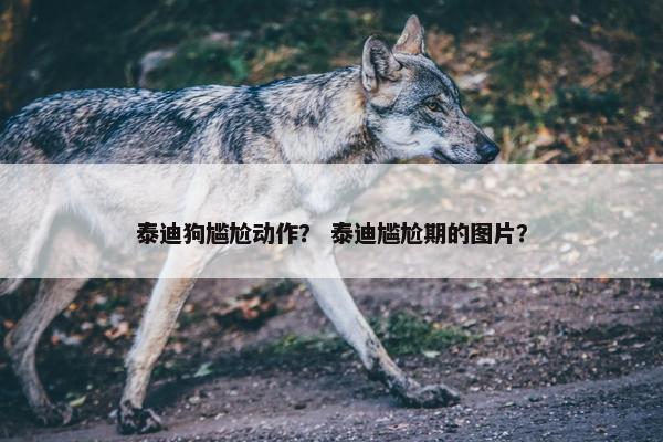 泰迪狗尴尬动作？ 泰迪尴尬期的图片？