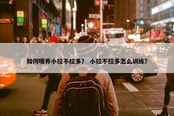 如何喂养小拉不拉多？ 小拉不拉多怎么训练？