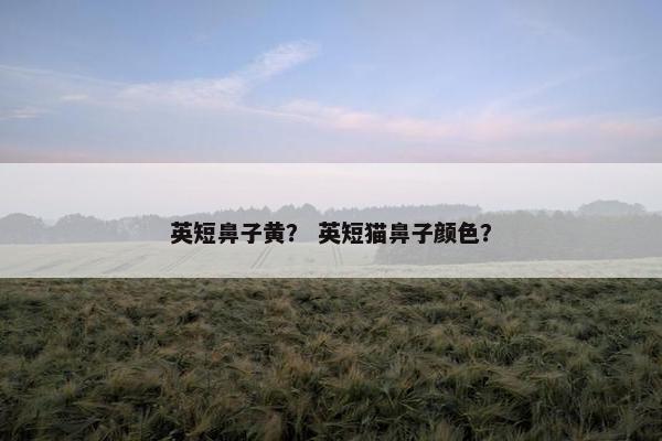 英短鼻子黄？ 英短猫鼻子颜色？