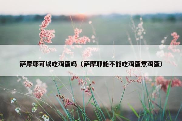 萨摩耶可以吃鸡蛋吗（萨摩耶能不能吃鸡蛋煮鸡蛋）