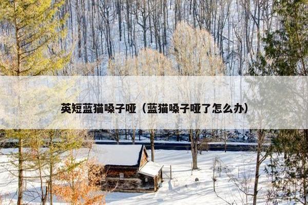 英短蓝猫嗓子哑（蓝猫嗓子哑了怎么办）