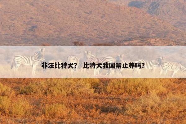 非法比特犬？ 比特犬我国禁止养吗？