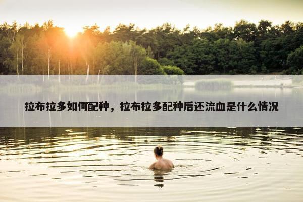 拉布拉多如何配种，拉布拉多配种后还流血是什么情况