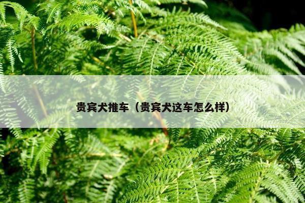 贵宾犬推车（贵宾犬这车怎么样）