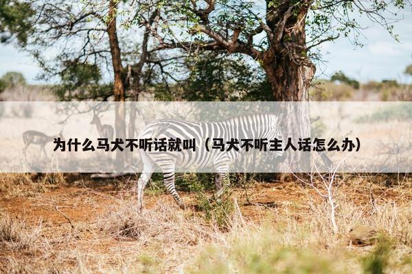 为什么马犬不听话就叫（马犬不听主人话怎么办）