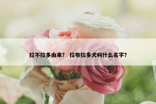 拉不拉多由来？ 拉布拉多犬叫什么名字？