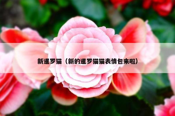 新暹罗猫（新的暹罗猫猫表情包来啦）
