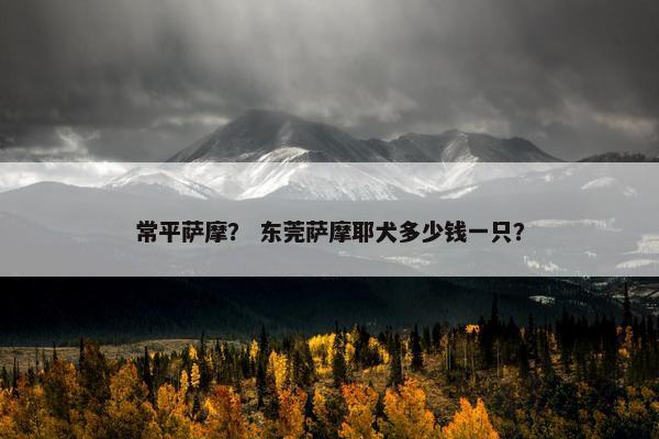 常平萨摩？ 东莞萨摩耶犬多少钱一只？