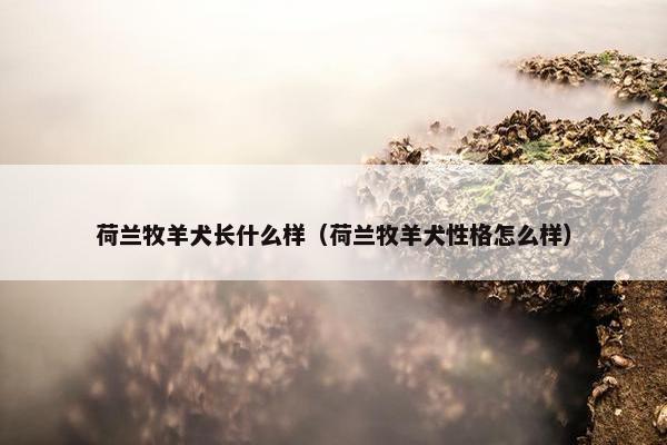 荷兰牧羊犬长什么样（荷兰牧羊犬性格怎么样）