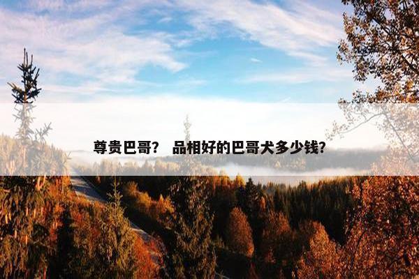 尊贵巴哥？ 品相好的巴哥犬多少钱？